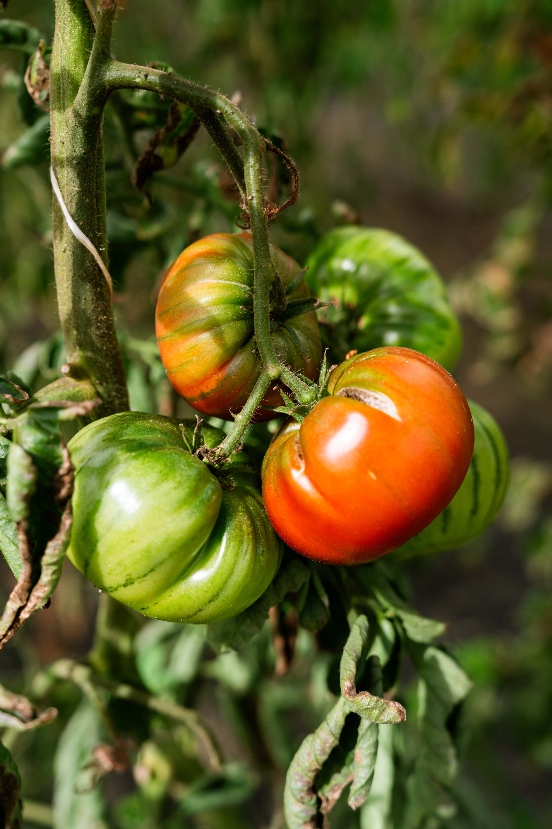 Tomates la ferme dauray